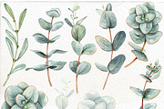Watercolor Eucalyptus clip art., a Decorative Illustration by Mary (Thumbnail 2 of 4)