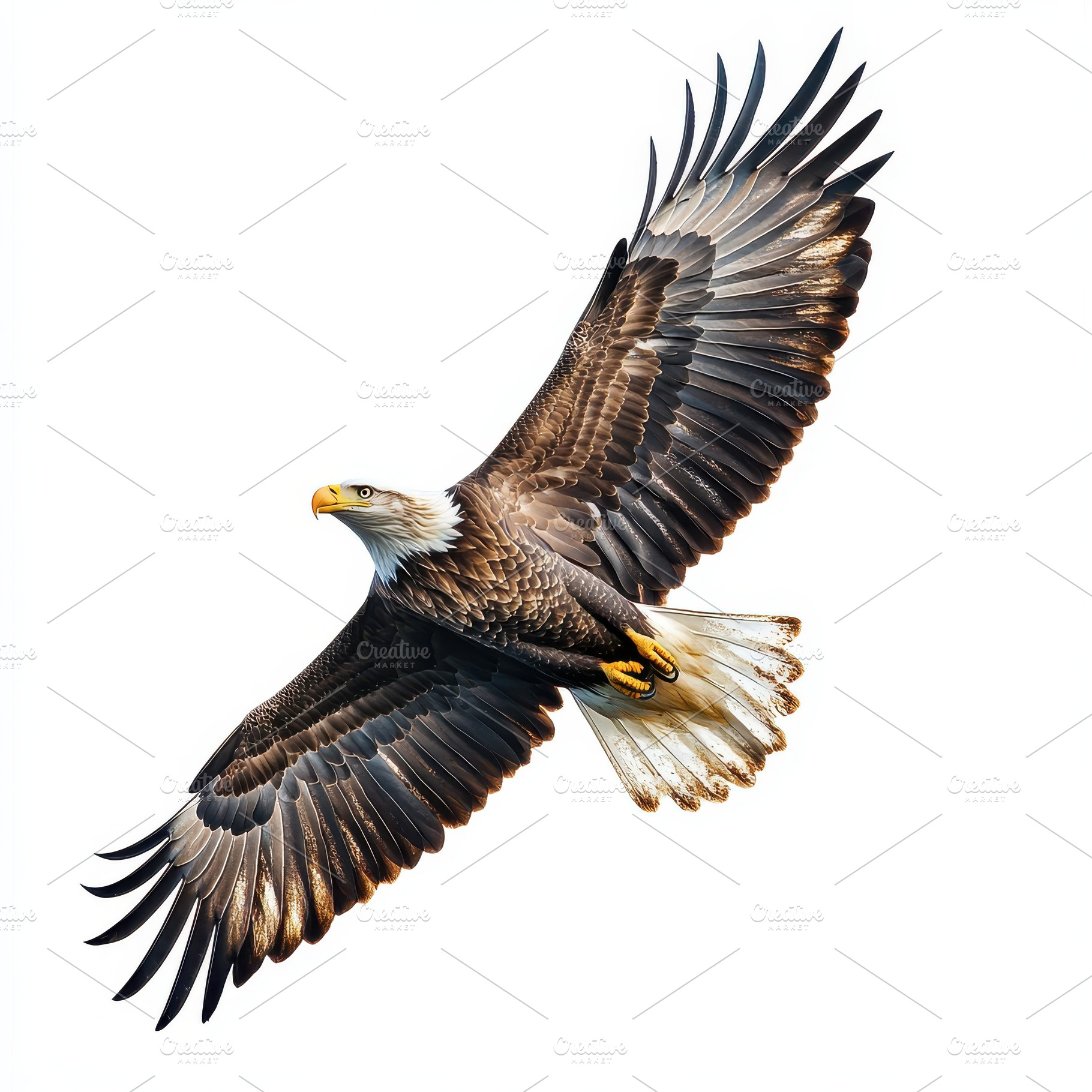 Majestic Bald Eagle in Flight Wings, an Animal Photo by Pixeness Studio
