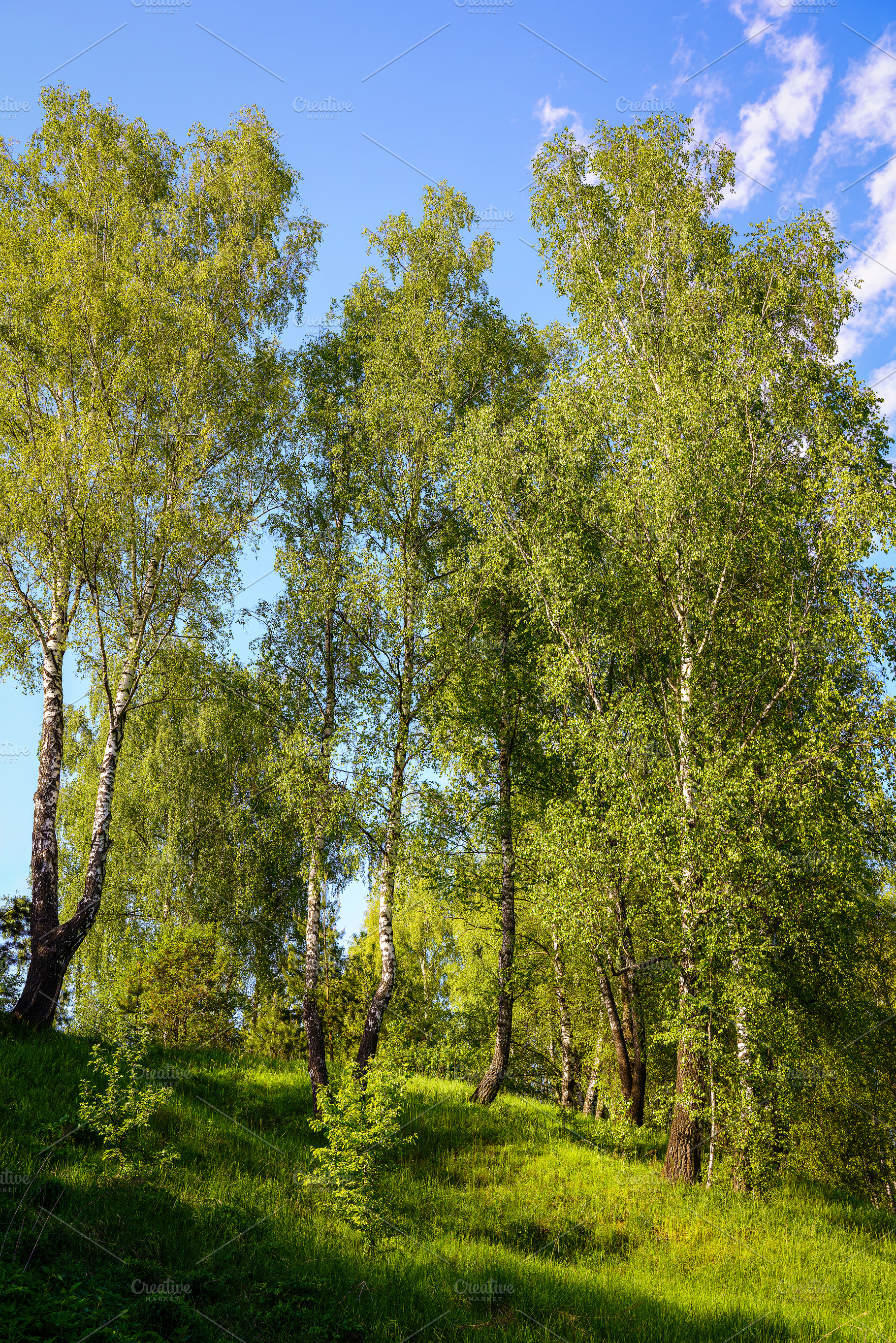 Lush green birch trees and grass on a sunny hillside under a cle, a Nature Photo by Eugene_Photo