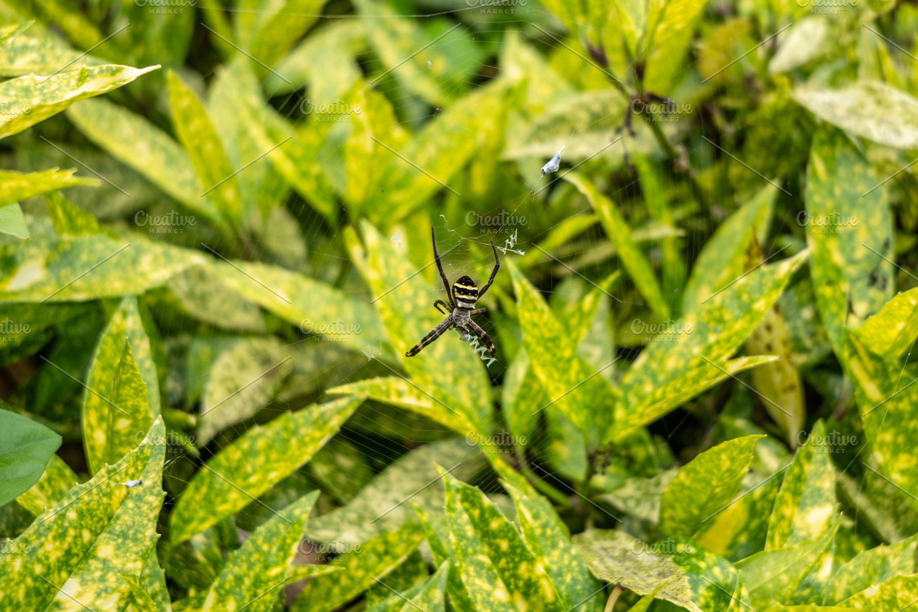 Argiope amoena spider in garden foliage, Takayama, Japan, an Animal Photo by GoodGoods