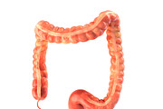 Human colon. Animated, a Characters & Person 3D Model by konstantin.ermolaev (Thumbnail 1 of 6)