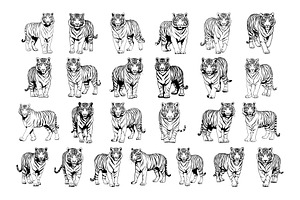 50 Tigers Procreate Stamps Brushes