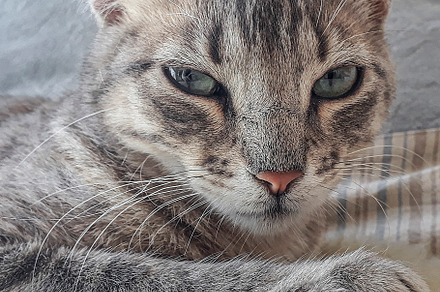 Kitten watching at camera, an Animal Photo by DanFLCreativo