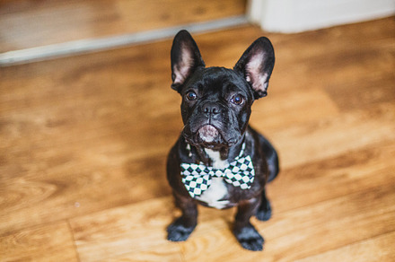 French bulldog stock picture