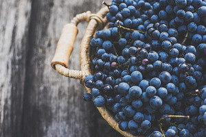Blue grapes on the basket, a Food & Drink Photo by Mark Borbely