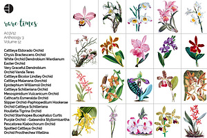 Orchid Clipart