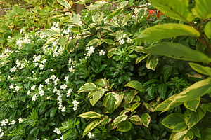 White flowers blooming among green and variegated leaves in a vibrant natural g, a Photo by Studio ANNA