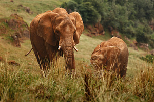 African Elephants in Their Natural H, an Animal Photo by Perpis