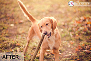 Autumn Lightroom Preset, an Action Add-On by The Bell Sisters (Thumbnail 5 of 7)