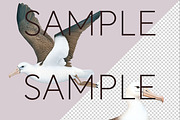 New Zealand Native Bird Clipart, an Animal Illustration by Pawcasso's Portraits (Thumbnail 3 of 9)