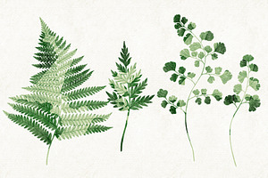 Ferns Bundle