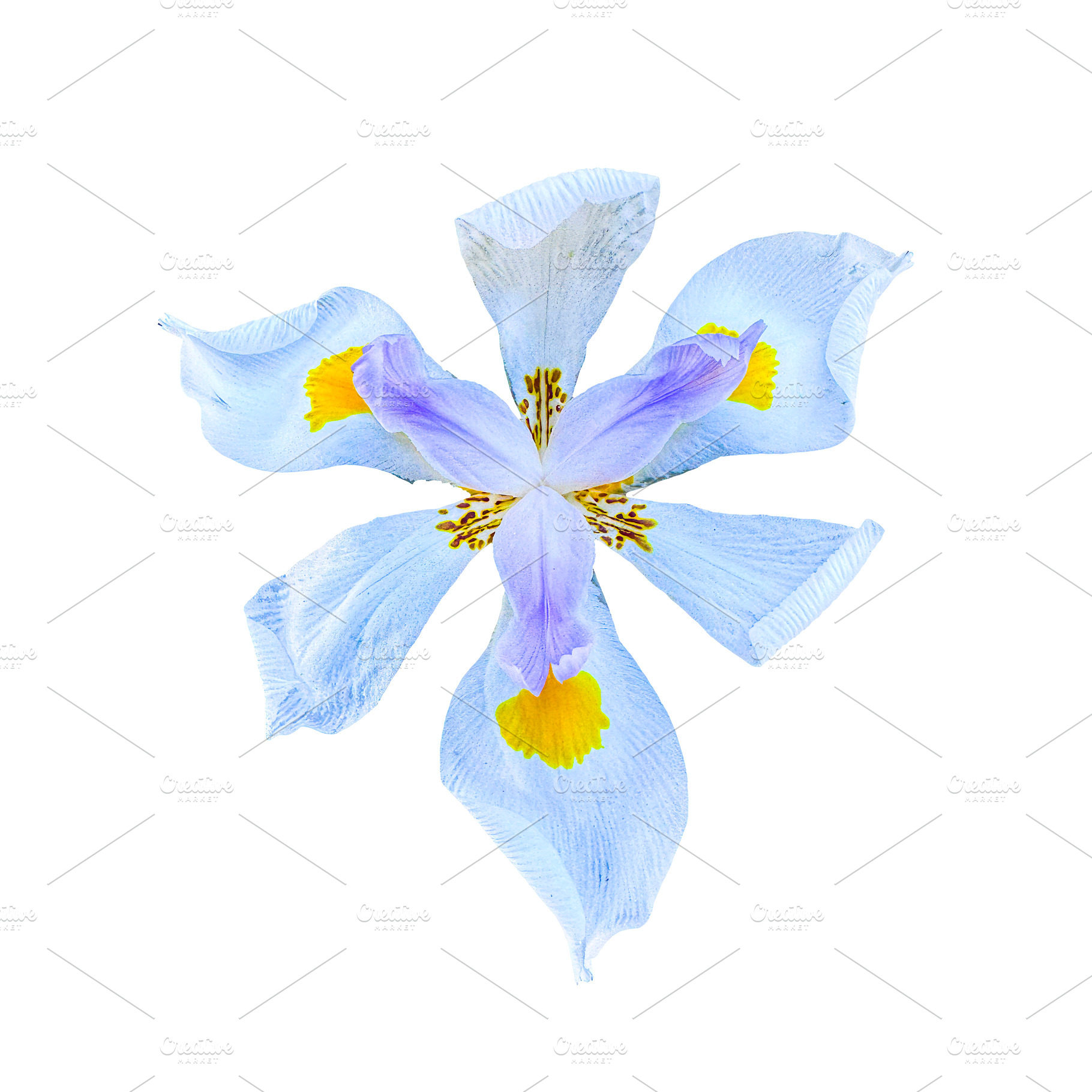 Single iris flower, a Nature Photo by Imaginarium