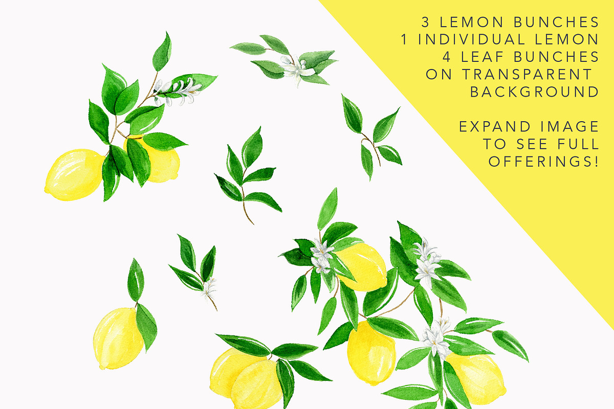 Juicy Watercolor Lemon Set, an Illustration by One and Only Paper (Photo 3 of 9)