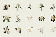 70 Watercolor White Rose PNG Clipart, a Graphic by Graphicspixel (Thumbnail 5 of 11)