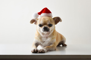 Chihuahua with Santa hat on white bench and isolated background, a Holiday Photo by Davizro's Market