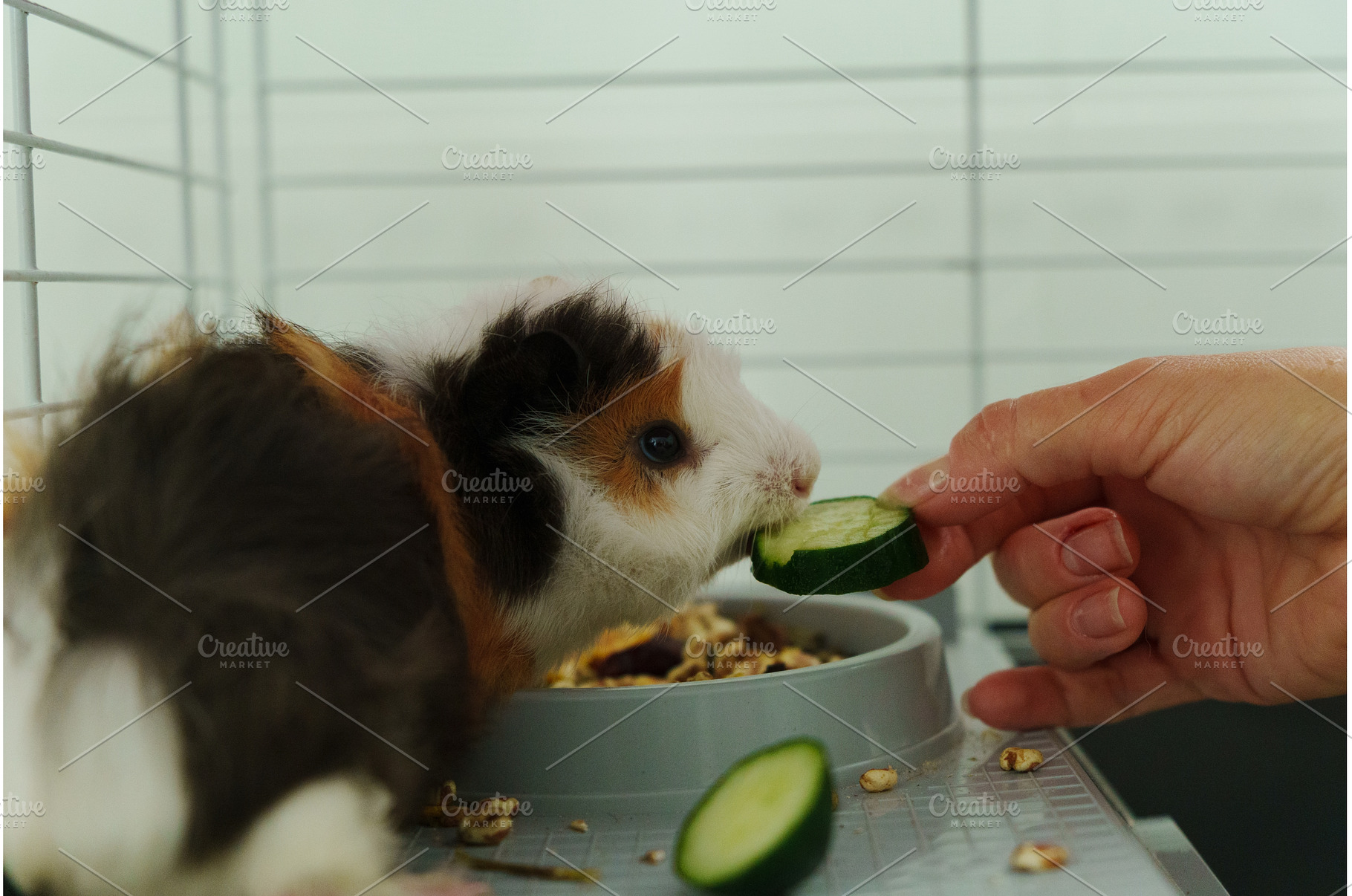 In a cozy corner, a curious guinea, an Animal Photo by darksoul72
