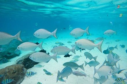 Colorful Reef Fish