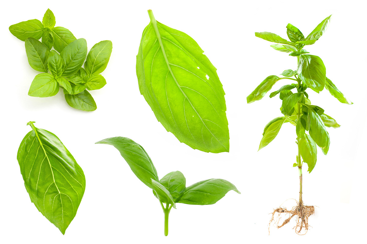 Basil. Isolated on a white., a Photo by Pullia (Photo 5 of 5)