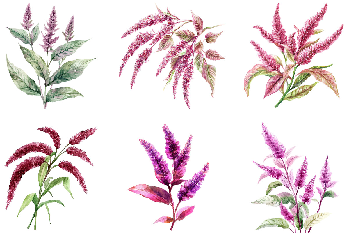 Amaranth Flower Watercolor Png, an Illustration by DreamArtGraphic (Photo 2 of 4)