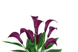 Calla Lily Burgundy