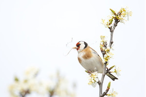 Beautiful European Goldfinch on, an Animal Photo by Pakosta