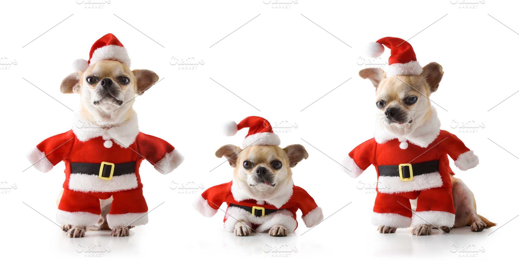 Three chihuahua dog dressed Santa Claus suit sitting cut out, a Holiday Photo by Davizro's Market