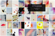 PETALRUSH: Floral Backgrounds, a Background Graphic by Purple (Thumbnail 8 of 10)