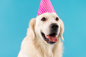 Portrait of cute healthy dog posing in party hat, a Photo by Prostock-Studio