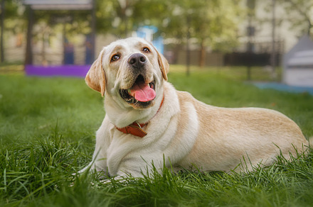 dog labrador retriever fawn color in, an Animal Photo by AlexBush