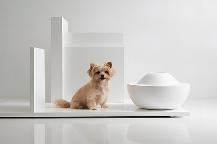 Dog still life photograph, an Animal Photo by ComfortQ