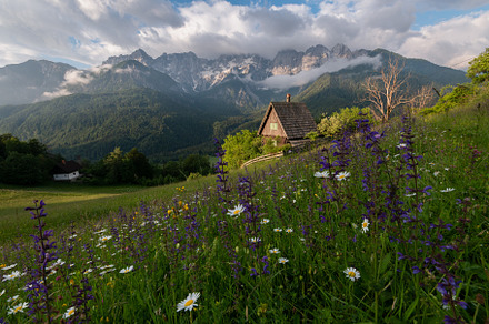 Flowers on the meadow in the mountains, a Nature Photo by Dreamy Pixel