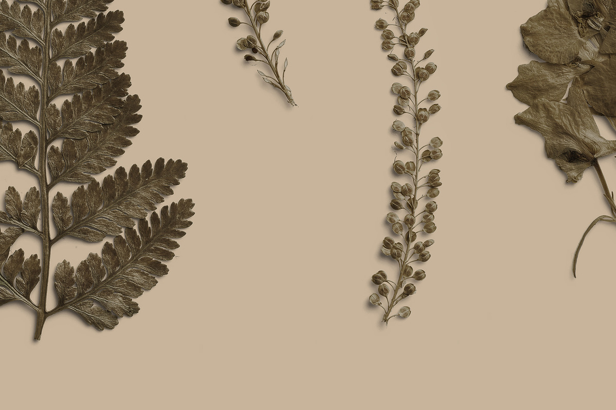 Umber Pressed Botanical PNG, an Object Graphic by Custom Scene (Photo 6 of 8)
