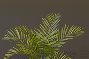 The Alexandra Palm Bush, a Plants & Tree 3D Model by FuturePastCreatives (Thumbnail 8 of 15)