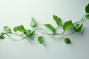 99 Frames of green leaves, a Nature Photo by Handmadefont (Thumbnail 100 of 100)