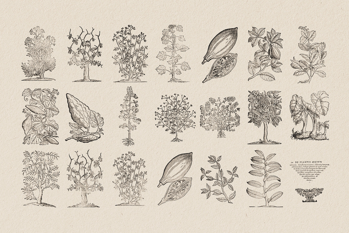 Botanical Illustrations Vol.3, an Illustration by Nomad Visuals