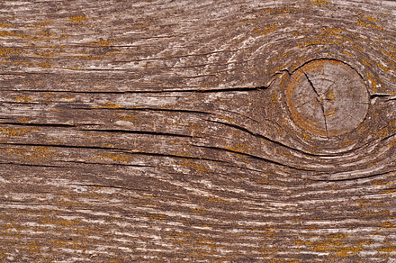 Tree featuring bark, tree, and paint preview 6