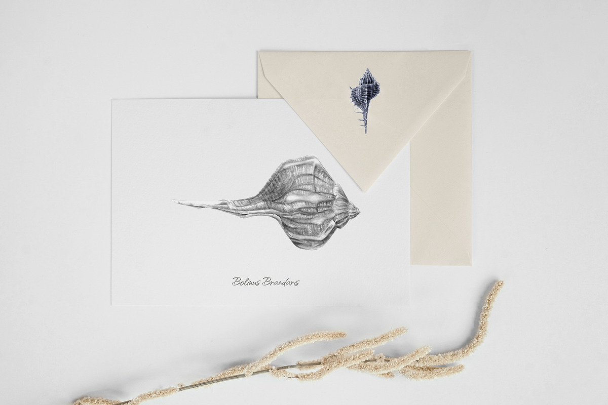 Seashells watercolor illustrations, an Illustration by JulShuman (Photo 7 of 8)