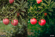 Golden Apple Orchard Presets, a Preset Add-On by AAA Presets (Thumbnail 10 of 14)