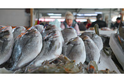 View On Gilt-head Sea Bream Sparus, a Graphic by Our Amazing World (Thumbnail 1 of 2)
