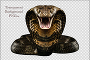 King Snake Cobra PNG, an Animal Photo by VetalStock (Thumbnail 2 of 2)