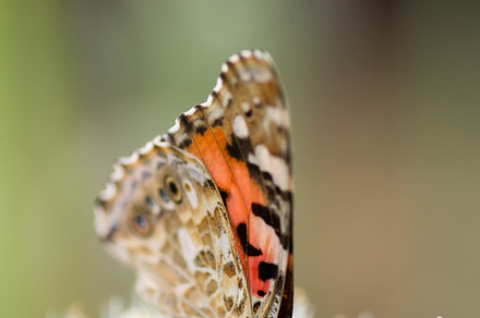 Butterfly on blossom flower in green, an Animal Photo by AlexBush