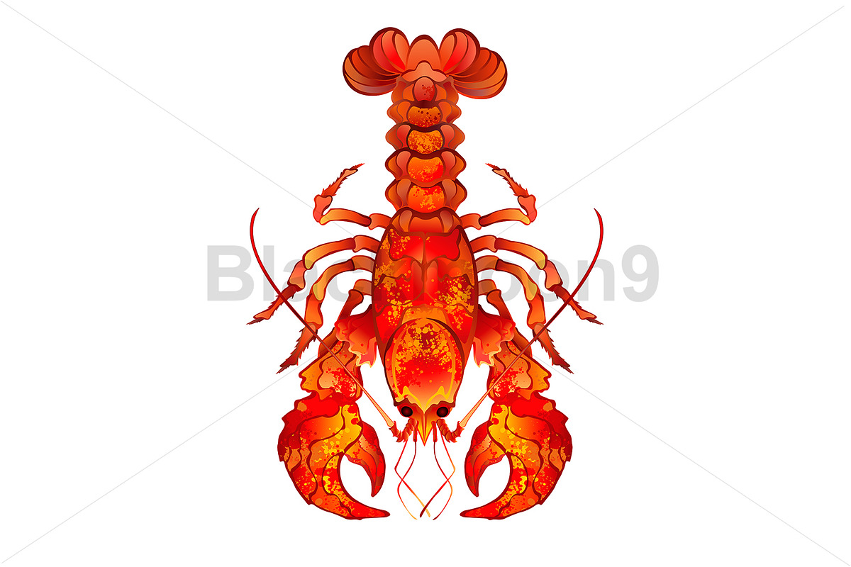 Red Boiled Lobster, an Animal Illustration by blackmoon9