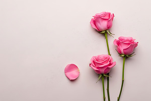 Three pink roses with one loose peta, a Nature Photo by Artonix