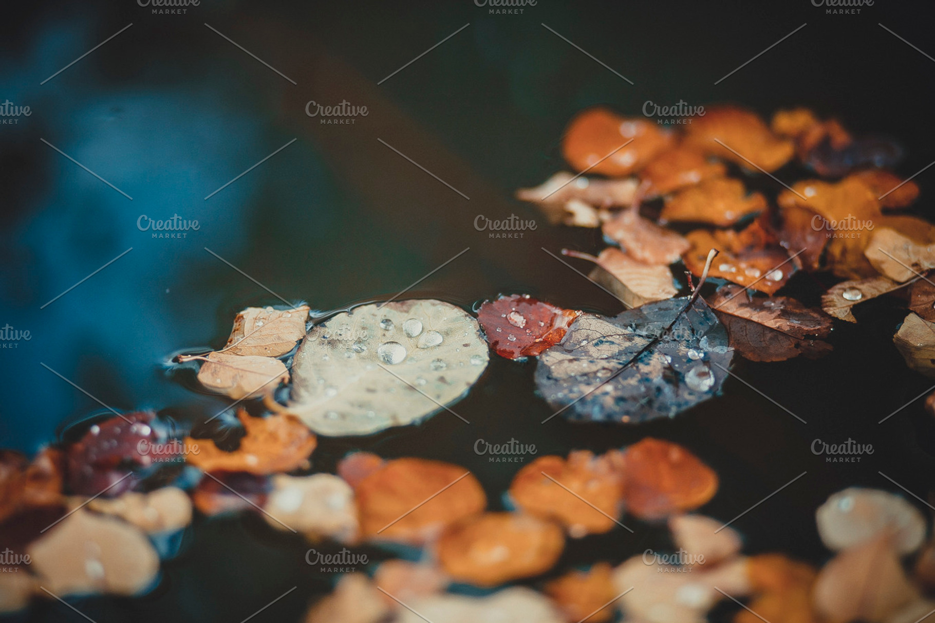 autumn leaf on water, a Nature Photo by DiverseArt