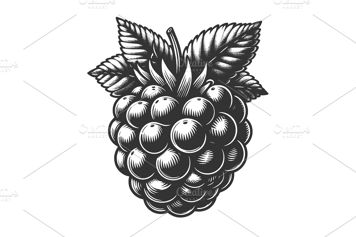 raspberry engraving sketch vector, a Food Illustration by AlexArt