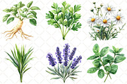 Watercolor Medicinal Herbs Clipart, an Illustration by Black Bird Studio (Thumbnail 5 of 5)
