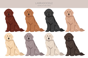 Labradoodle Clipart