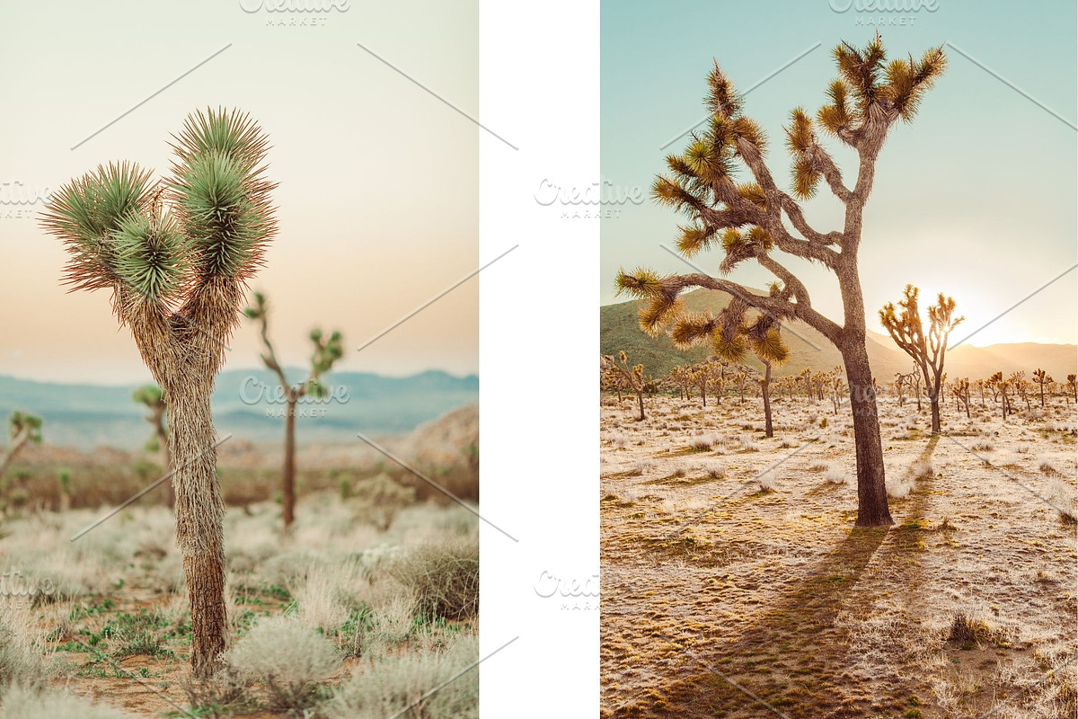 Joshua Tree Desert Wall Art, a Background Photo by Munopia (Photo 7 of 10)