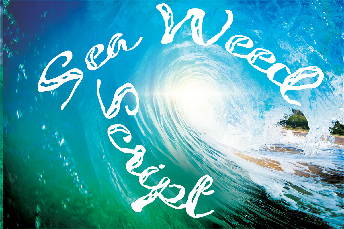 Seaweed Script preview 5