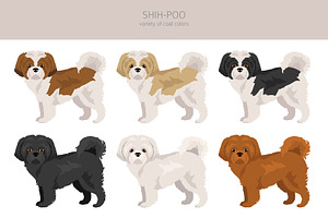 Shih Poo Shih Tzu Poodle Mix